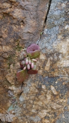 Umbilicus parviflorus