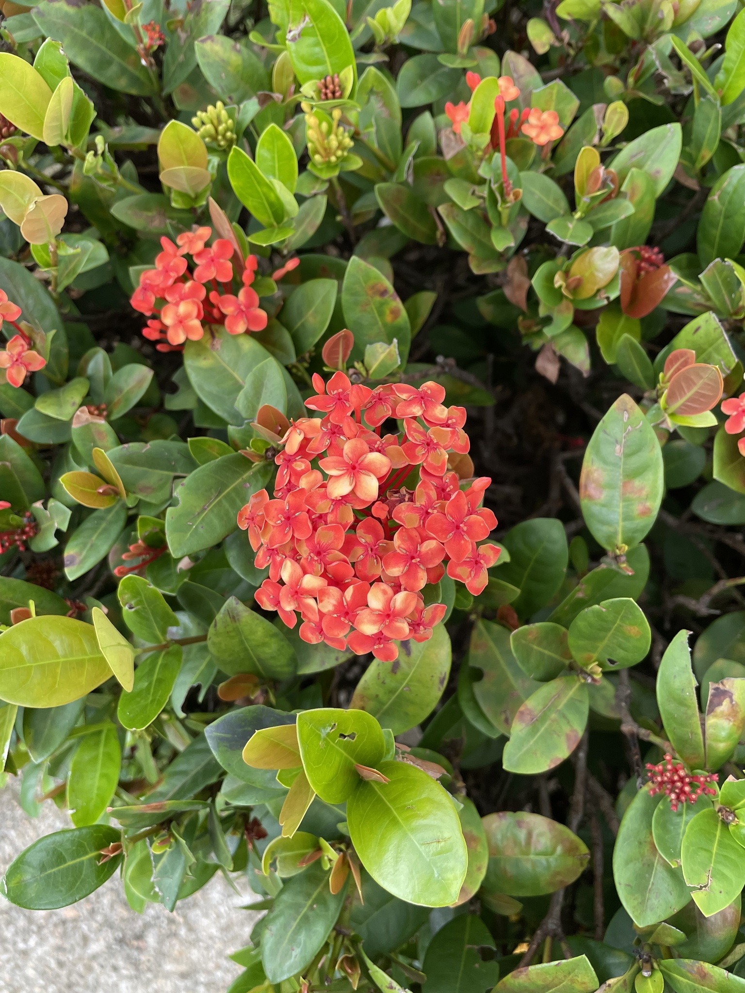 Imagem de Ixora