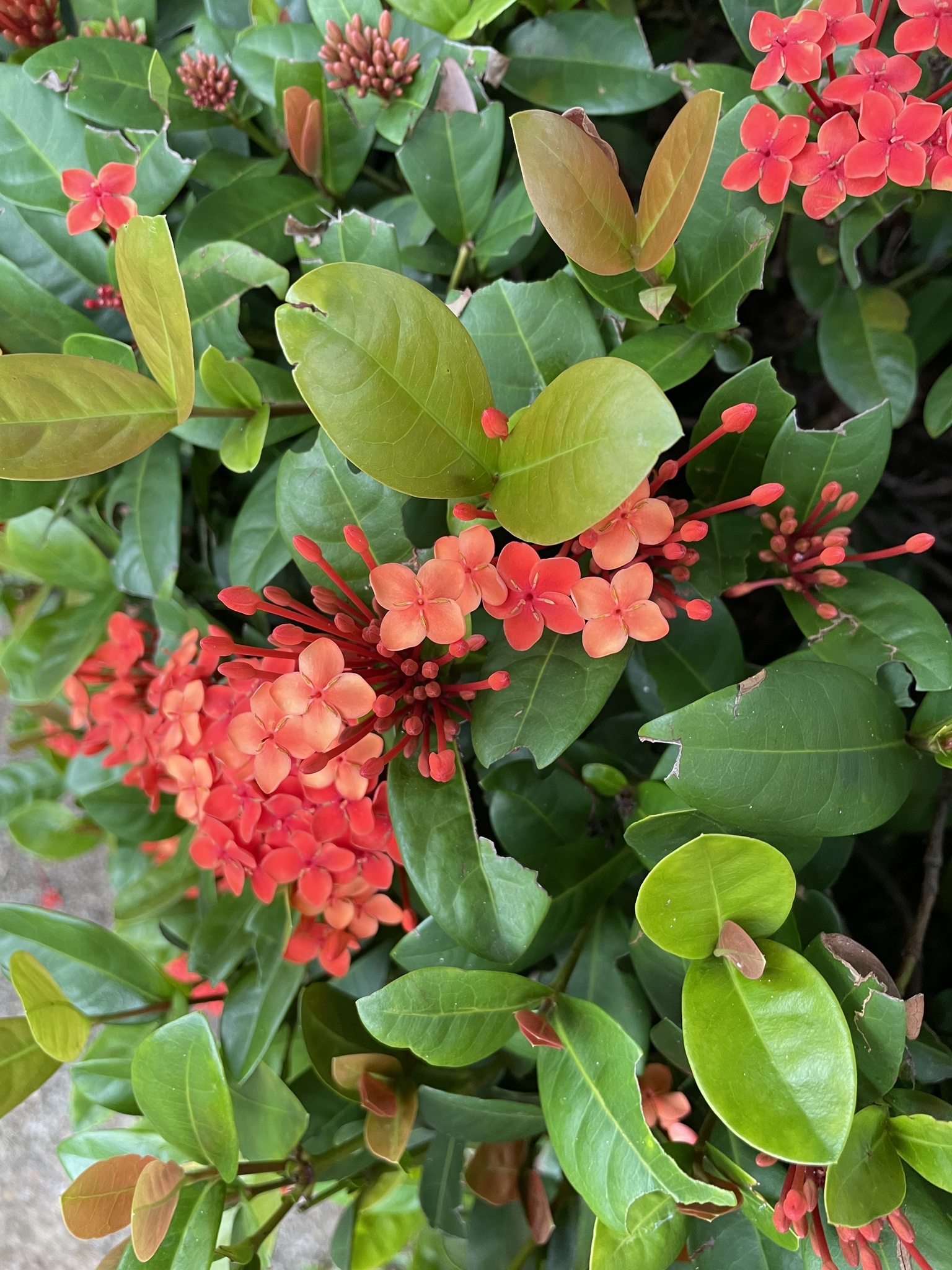 Imagem de Ixora