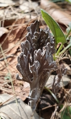 Clavulina vinaceocervina