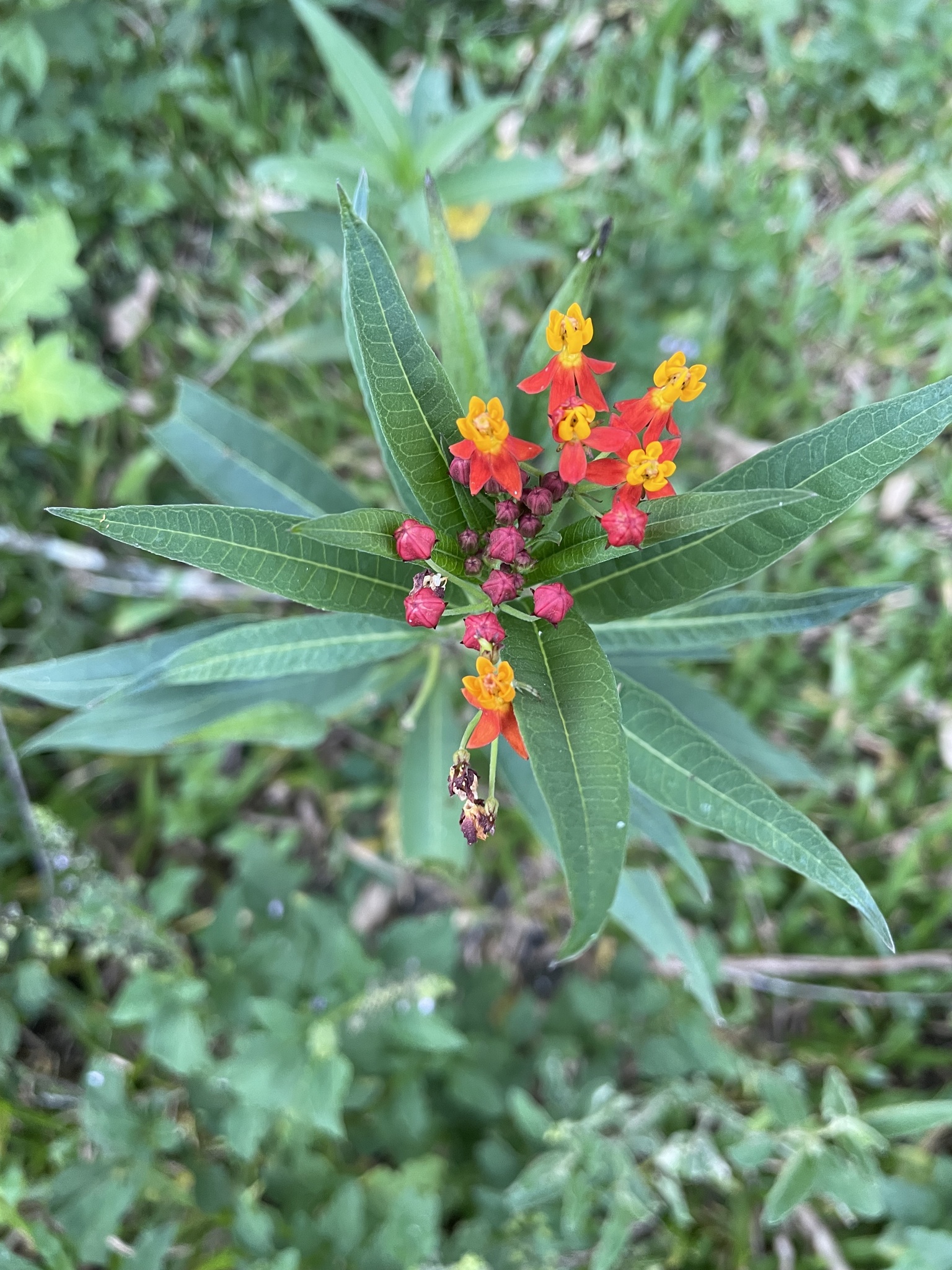 Asclepias curassavica