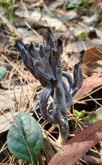 Clavulina vinaceocervina