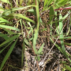 Wyethia angustifolia