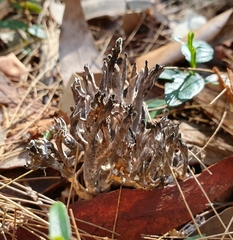 Clavulina vinaceocervina