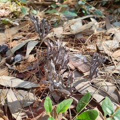 Clavulina vinaceocervina
