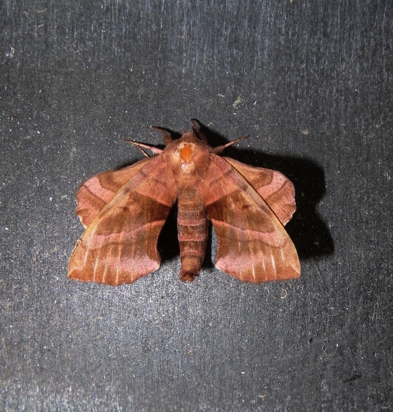 Walnut Sphinx from 1-Powhatan County, VA, USA on August 11, 2022 at 02: ...