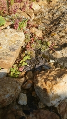 Paronychia echinulata