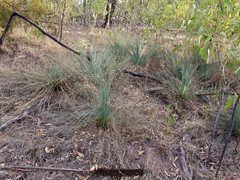 Xanthorrhoea quadrangulata