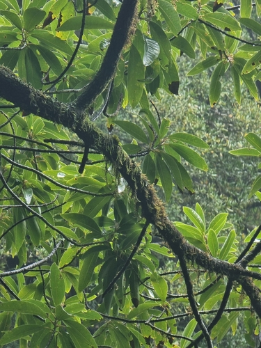 Image of Persea indica by (c) Vítor Jorge, some rights reserved (CC BY)
