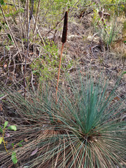 Xanthorrhoea quadrangulata
