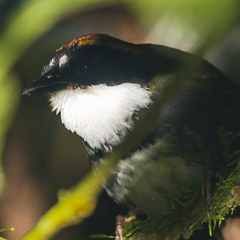 Arremon brunneinucha