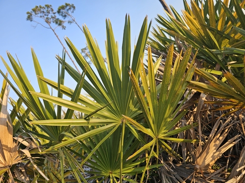 saw palmetto (Serenoa repens)