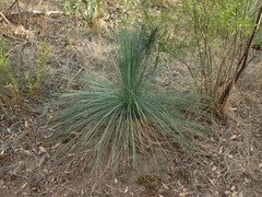 Xanthorrhoea quadrangulata