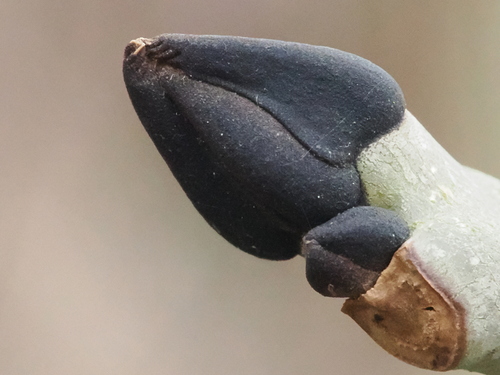 Paprastasis uosis nuotrauka