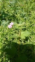 Erodium chium