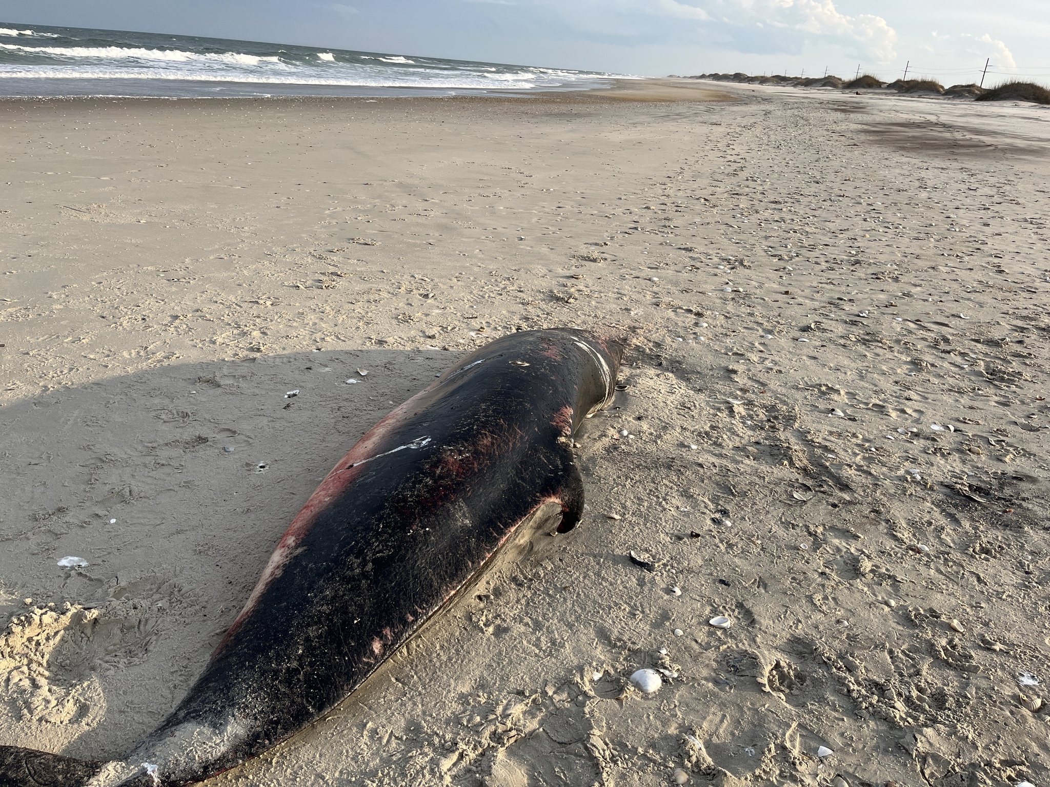 Marine Mystery Solved: New Stomach Bacteria Linked to Whale Health Discovered