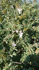 Teucrium brevifolium