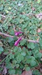 Corydalis incisa
