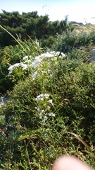 Allium subhirsutum