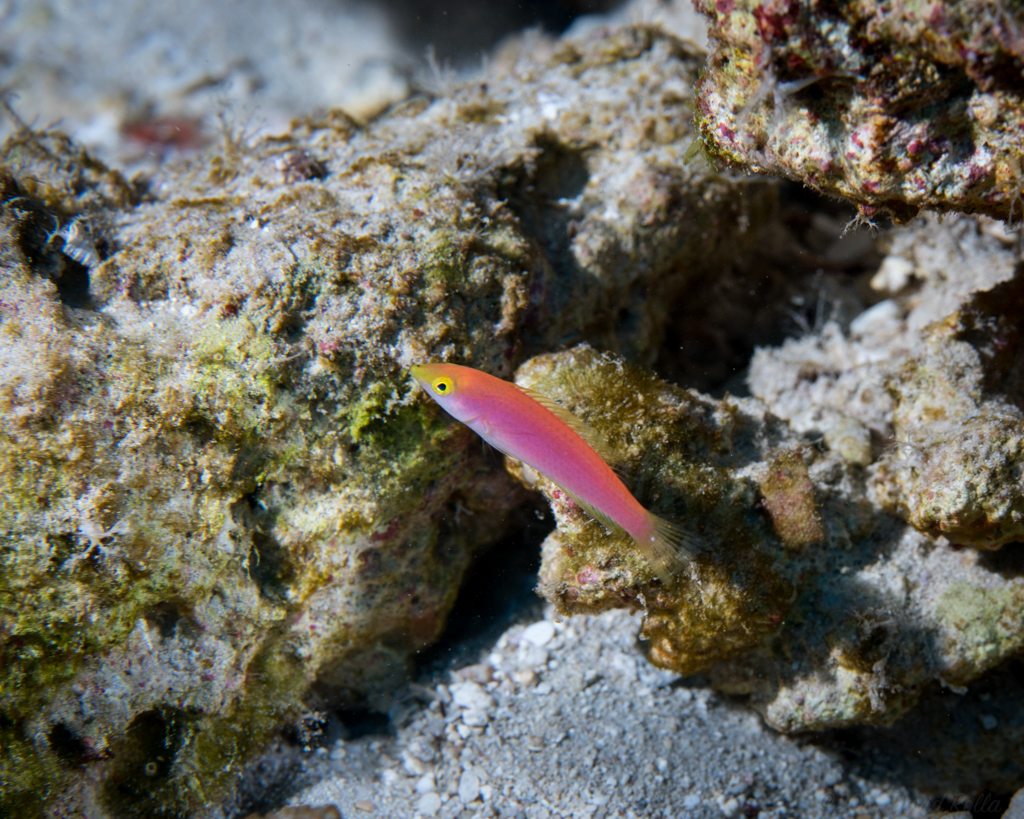 Smalltail Wrasse