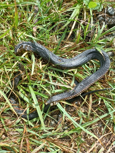 Red-bellied Black Snake sighting