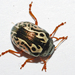 Confluent Leaf Beetle - Photo (c) Larry Clarfeld, some rights reserved (CC BY-NC), uploaded by Larry Clarfeld