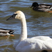 Trumpeter Swan - Photo (c) Owen, some rights reserved (CC BY-NC), uploaded by Owen