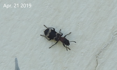 Thanasimus substriatus
