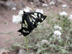 Gnophaela latipennis