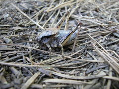 Neduba macneilli