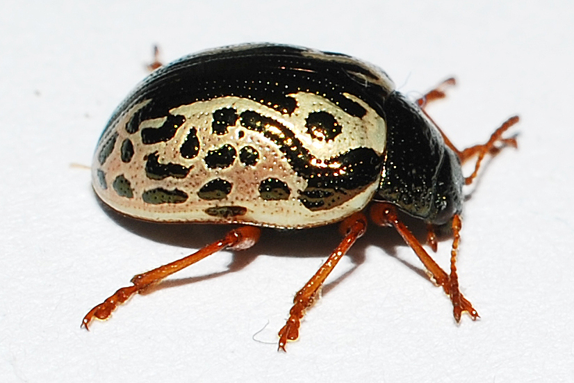 Doryphorina