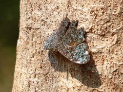 Hamadryas atlantis atlantis