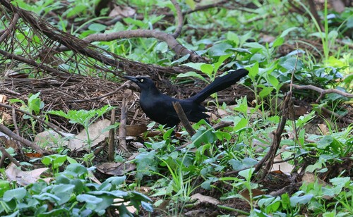Nicaraguan Grackle (Quiscalus nicaraguensis), photo 6