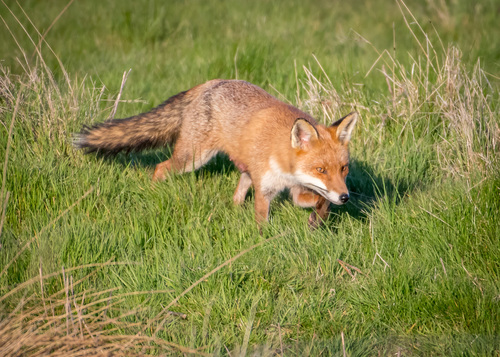 European Red Fox (Subspecies Vulpes vulpes crucigera) · iNaturalist.ca