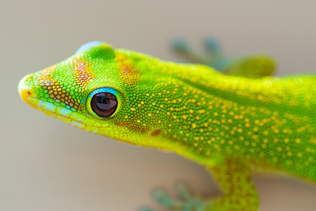 Gecko diurne poussière d'or (Phelsuma laticauda)