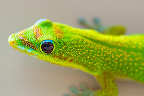 Gold Dust Day Gecko