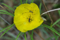 Acmaeodera neglecta
