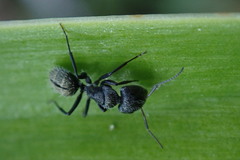 Camponotus amphidus