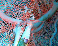 Oxycirrhites typus