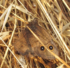 Cercyonis pegala boopis