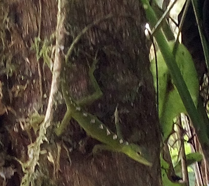 Soini's Anole photo 2