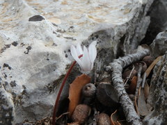 Cyclamen balearicum