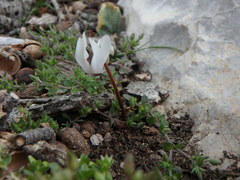 Cyclamen balearicum