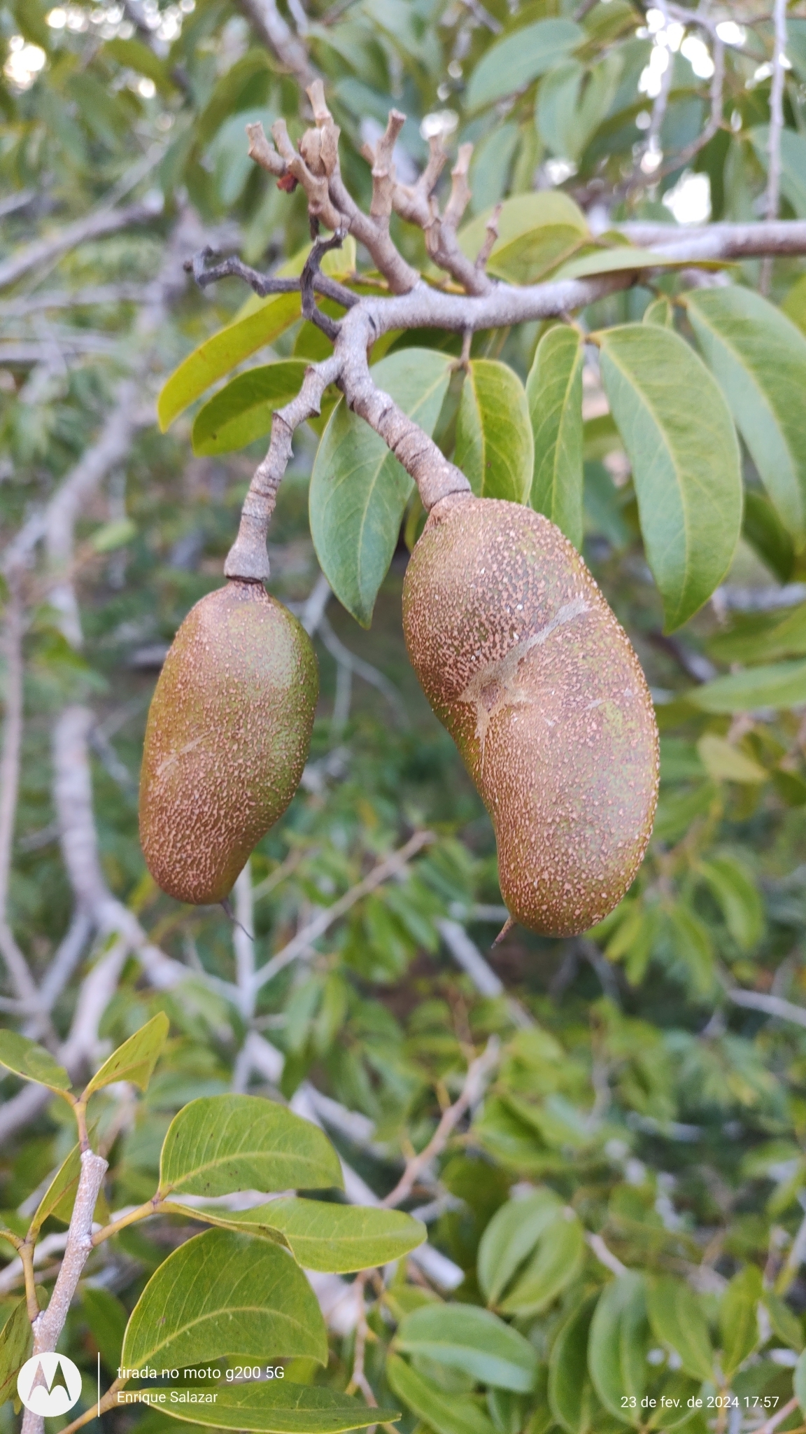 Imagem de Jatobá