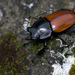 紅圓翅鍬形蟲 - Photo (c) pseudolapiz，保留部份權利CC BY-NC-SA