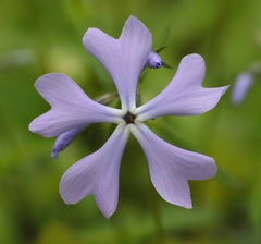 Phlox divaricata divaricata