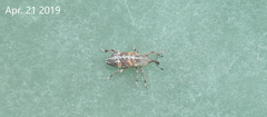 Pissodes nitidus