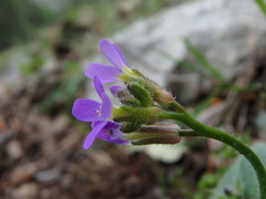 Arabis verna