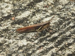 Stenocatantops mistshenkoi