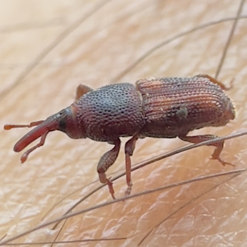 Rice Weevil photo 3